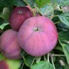 Säulenapfel (Malus domestica) DSCHIN
