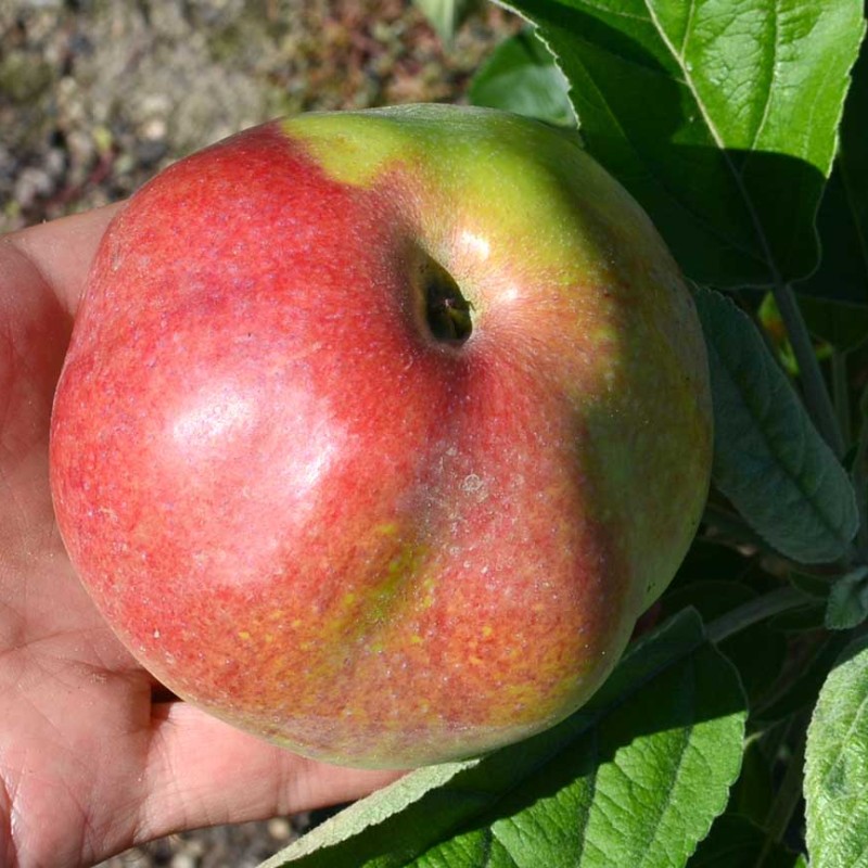 Säulenapfel (Malus domestica) ELITA