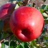 Jabloň (Malus domestica) HANFU
