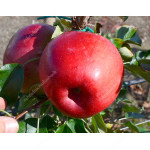 Apple (Malus domestica) HANFU