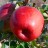 Apple trees