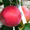 Jabloň (Malus domestica) HANFU