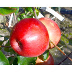 Apfel (Malus domestica) HANFU