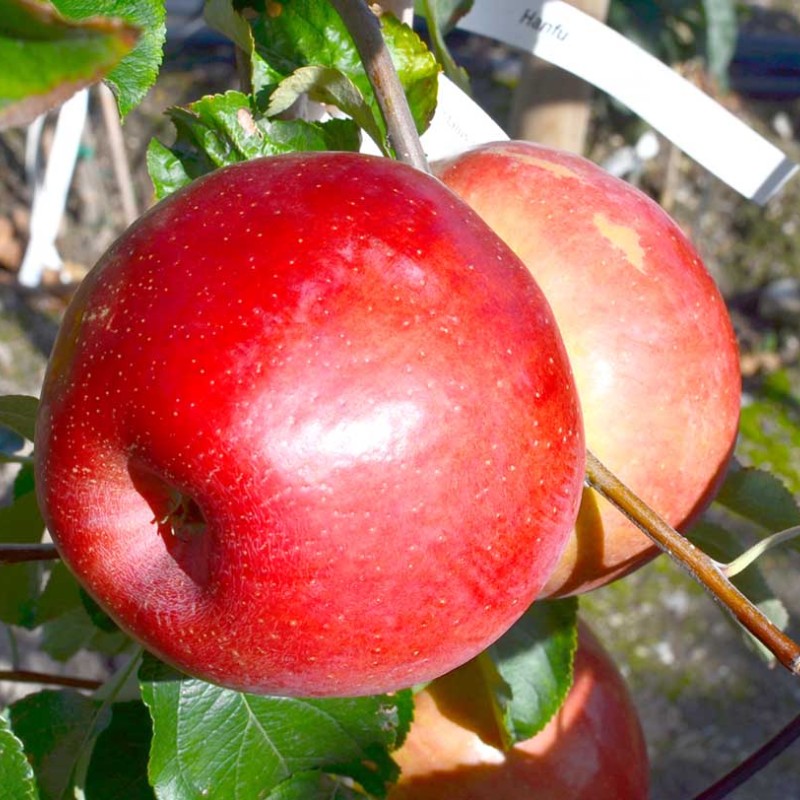 Jabloň (Malus domestica) HANFU