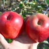 Jabloň (Malus domestica) HANFU