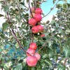 Jabloň (Malus domestica) HANFU