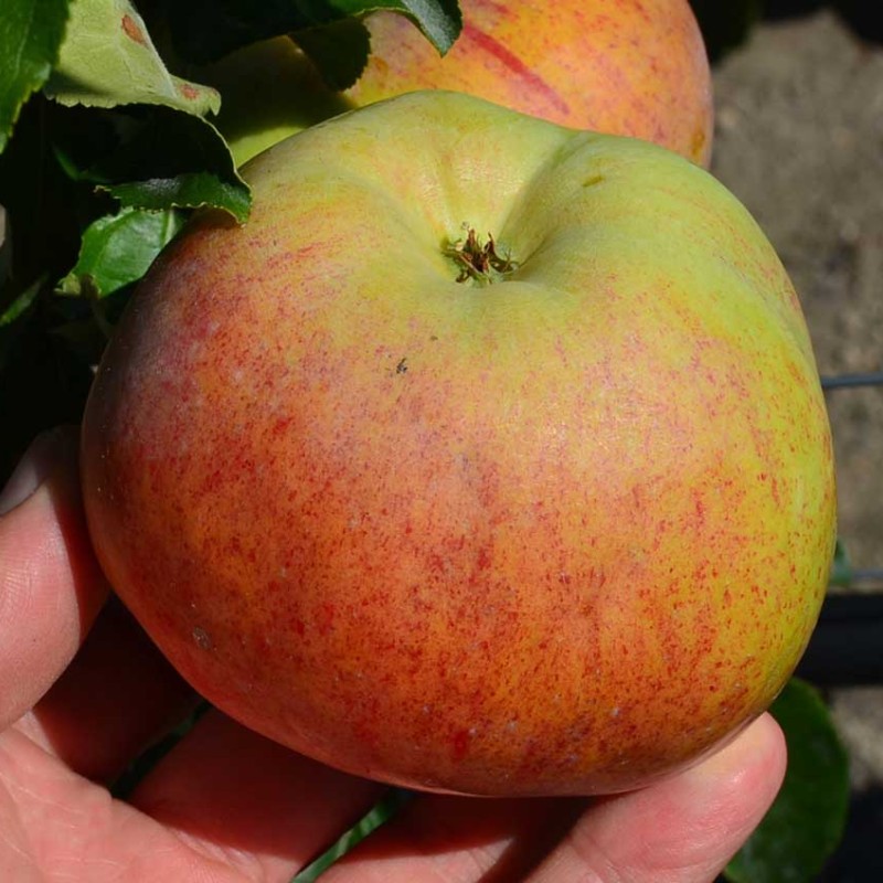 Jabloň (Malus domestica) IVANOVSKOJE