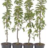 Columnar Apple (Malus domestica) TRIUMF