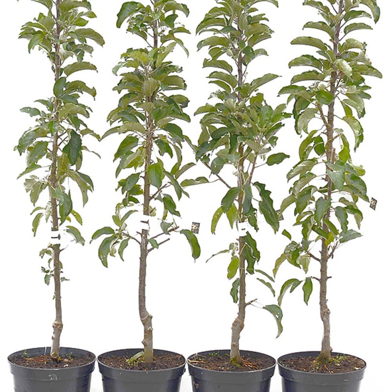 Jabloň stĺpová (Malus domestica) STARCATS®
