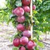 Jabloň stĺpová (Malus domestica) VOSTORG