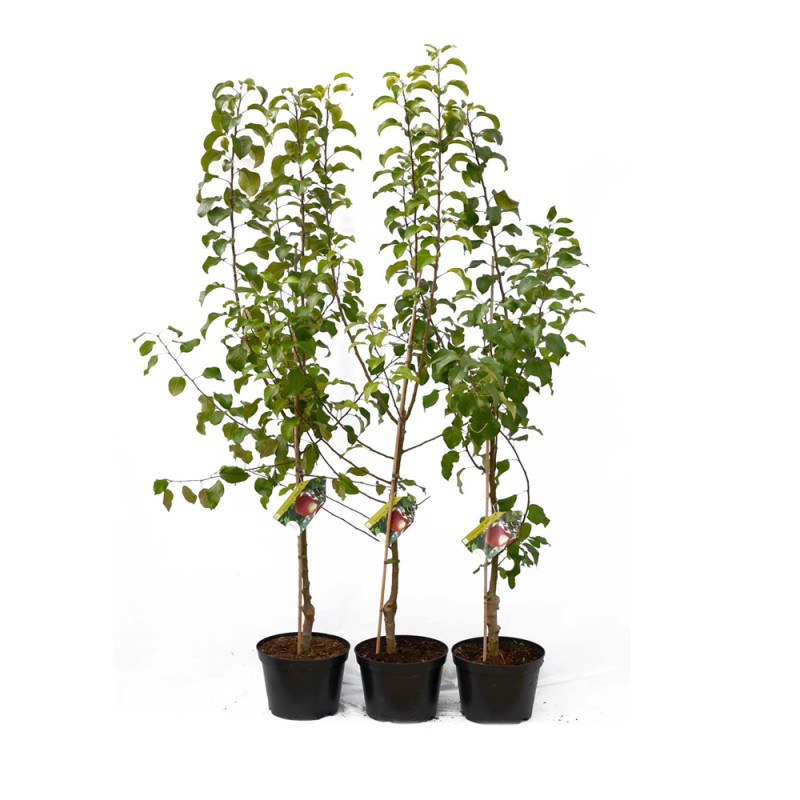 Jabloň (Malus domestica) BOLOTOVSKOJE