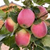 Jabloň (Malus domestica) JUBILEJ MOSKVY