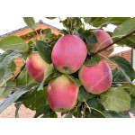 Apfel (Malus domestica) JUBILEJ MOSKVY