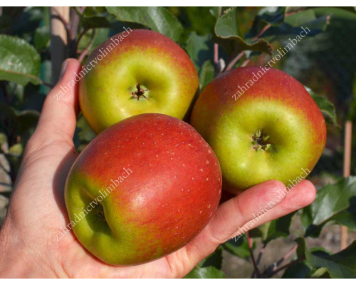 Apple (Malus domestica) MAVKA