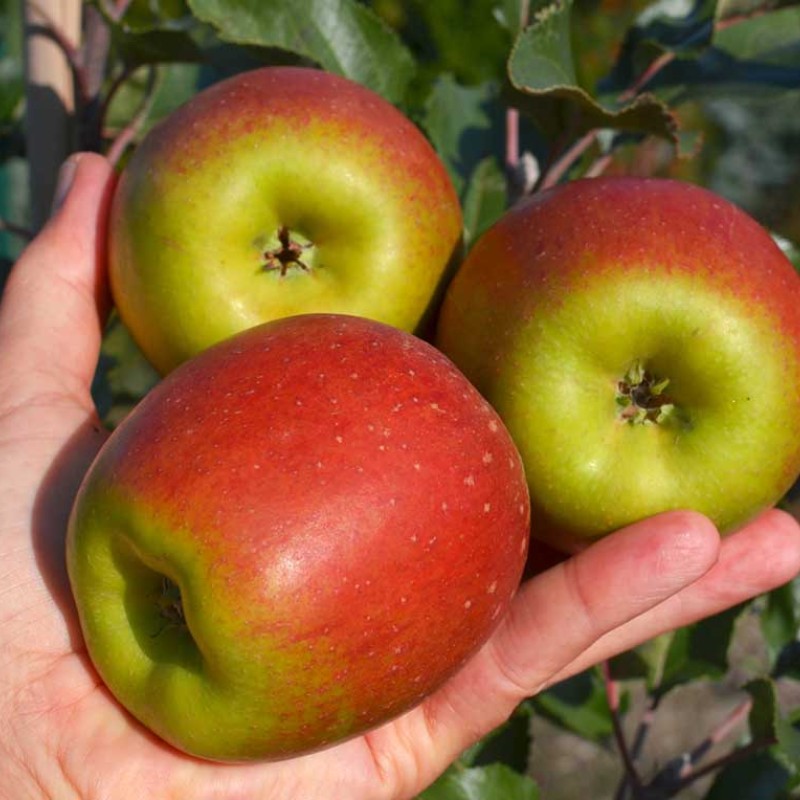 Jabloň (Malus domestica) MAVKA