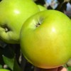 Columnar Apple (Malus domestica) NATALIUSHKA