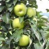 Columnar Apple (Malus domestica) NATALIUSHKA