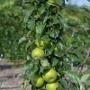 Columnar Apple (Malus domestica) NATALIUSHKA