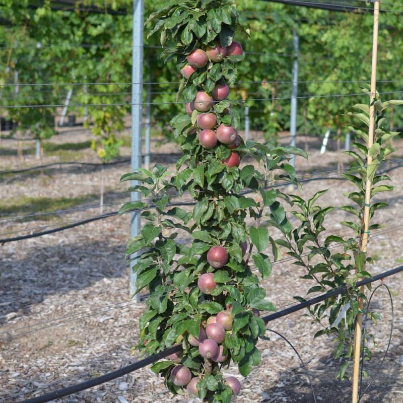 Jabloň stĺpová (Malus domestica) OSTANKINO