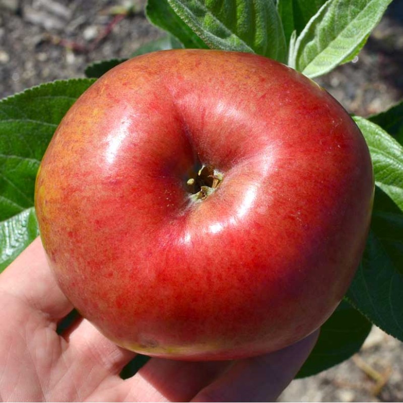 Columnar Apple (Malus domestica) PAMYATI BLYNSKOVO