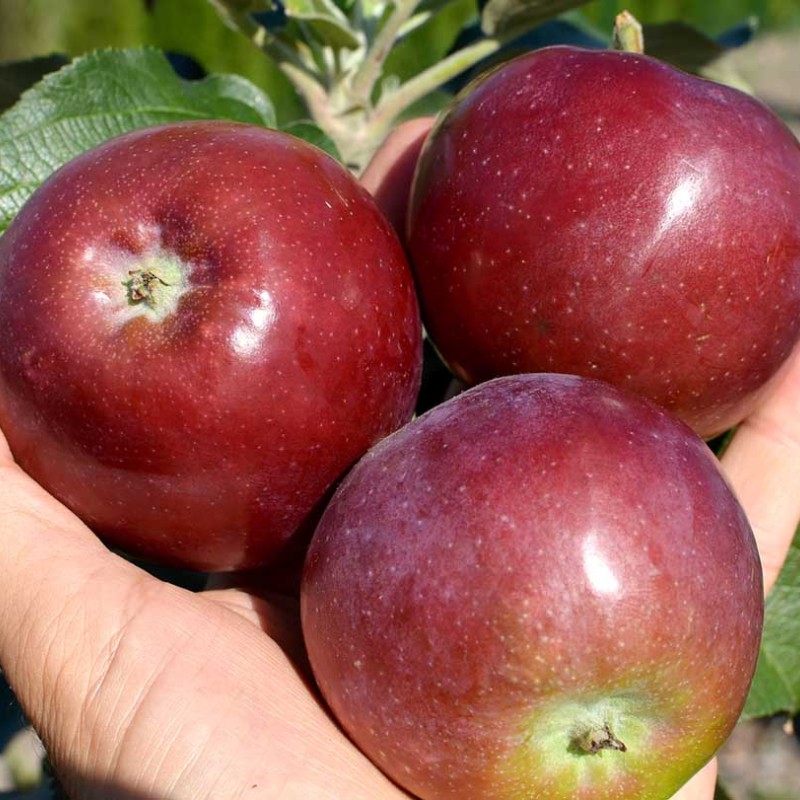Jabloň stĺpová (Malus domestica) POMFITAL®