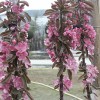 Jabloň stĺpová (Malus domestica) POMFITAL®