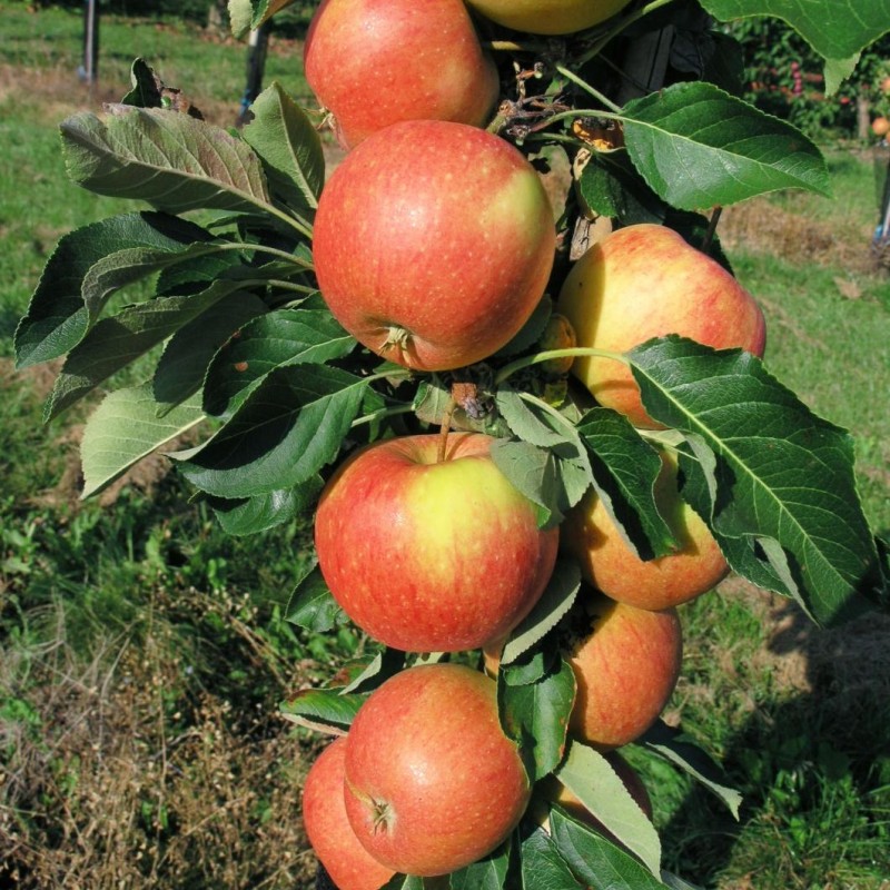 Jabloň stĺpová (Malus domestica) POMPINK®