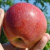Apple (Malus domestica) REANDA®