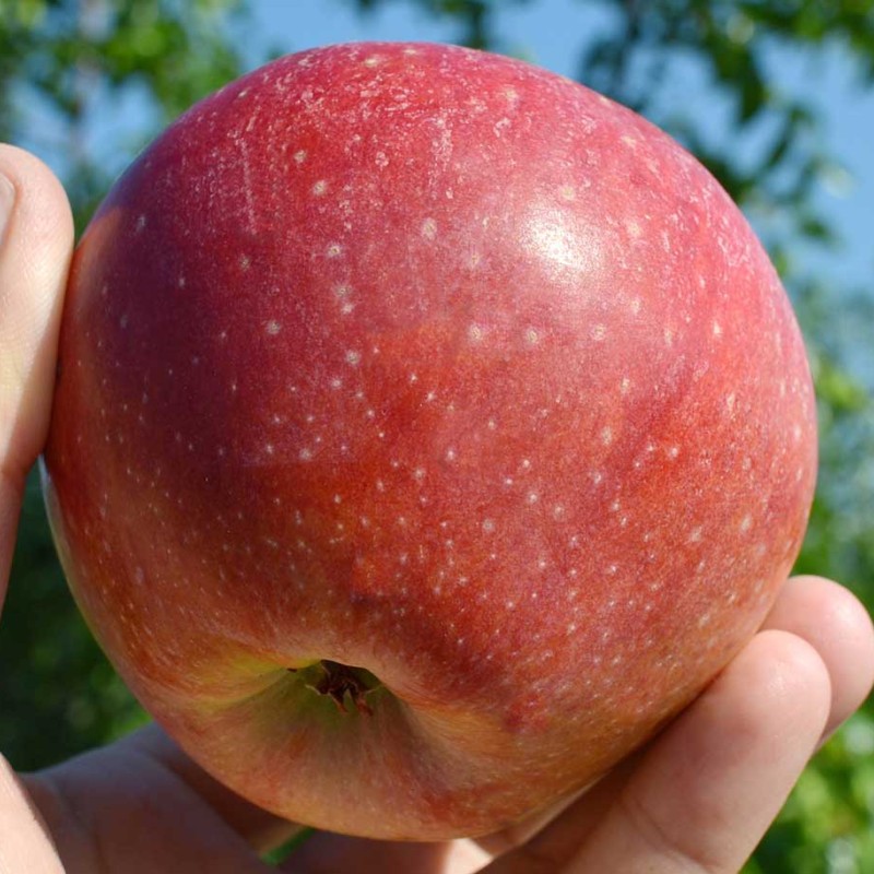 Apple (Malus domestica) REANDA®
