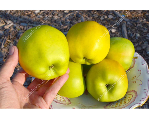 Apfel (Malus domestica) SKIFSKOJE SOLOTO