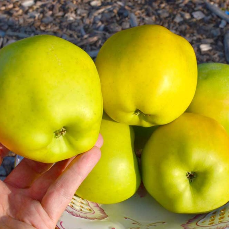 Jabloň (Malus domestica) SKIFSKOJE ZOLOTO