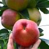 Jabloň (Malus domestica) TEREMOK