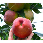 Apfel (Malus domestica) TEREMOK