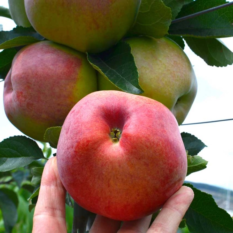 Jabloň (Malus domestica) TEREMOK