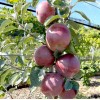 Jabloň (Malus domestica) VENJAMINOVSKOJE