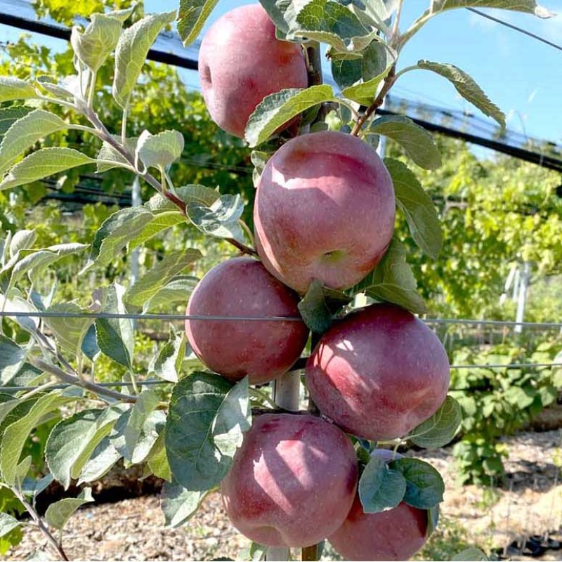 Jabloň (Malus domestica) VENJAMINOVSKOJE