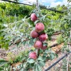 Jabloň (Malus domestica) VENJAMINOVSKOJE