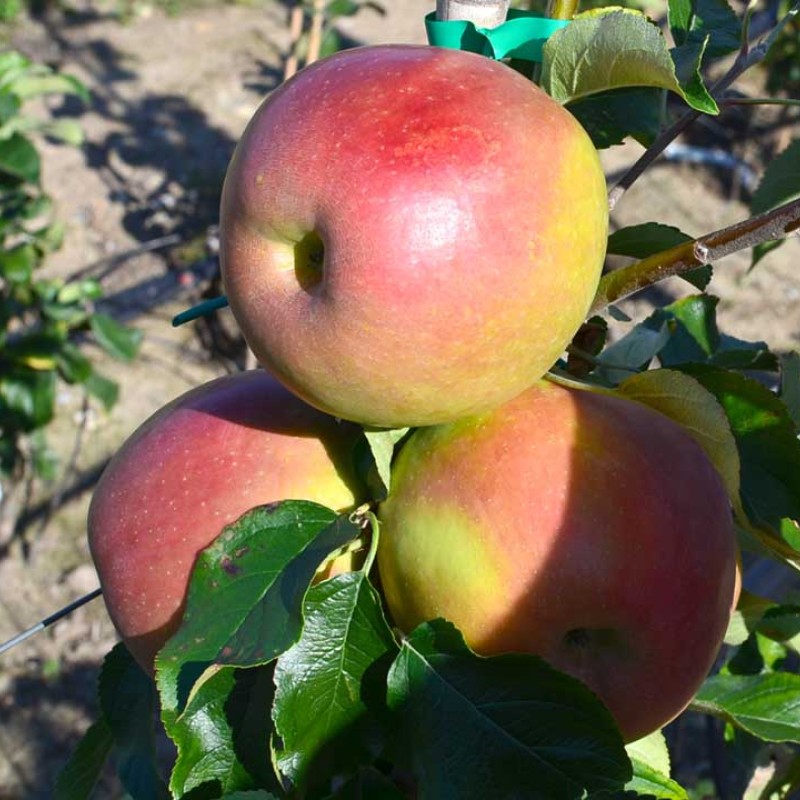 Jabloň (Malus domestica) VNUČKA