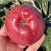 Jabloň stĺpová (Malus domestica) VOSTORG