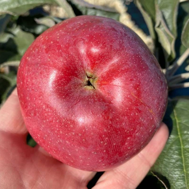 Jabloň stĺpová (Malus domestica) VOSTORG