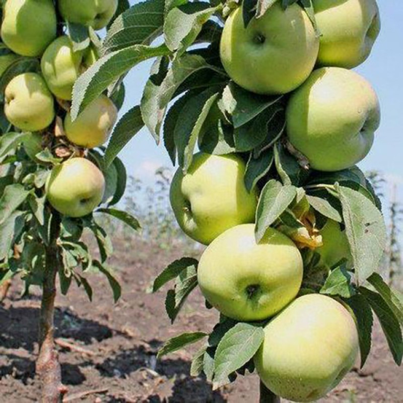 Säulenapfel (Malus domestica) SELENY SCHUM
