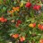 Strawberry tree