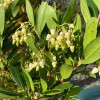 Jahodovec obyčajný (Arbutus unedo) ATLANTIC