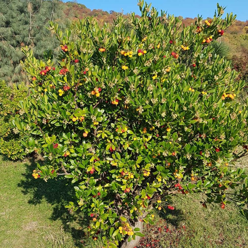 Strawberry tree (Arbutus unedo) COMPACTA
