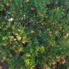 Strawberry tree (Arbutus unedo) COMPACTA