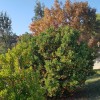 Strawberry tree (Arbutus unedo) COMPACTA