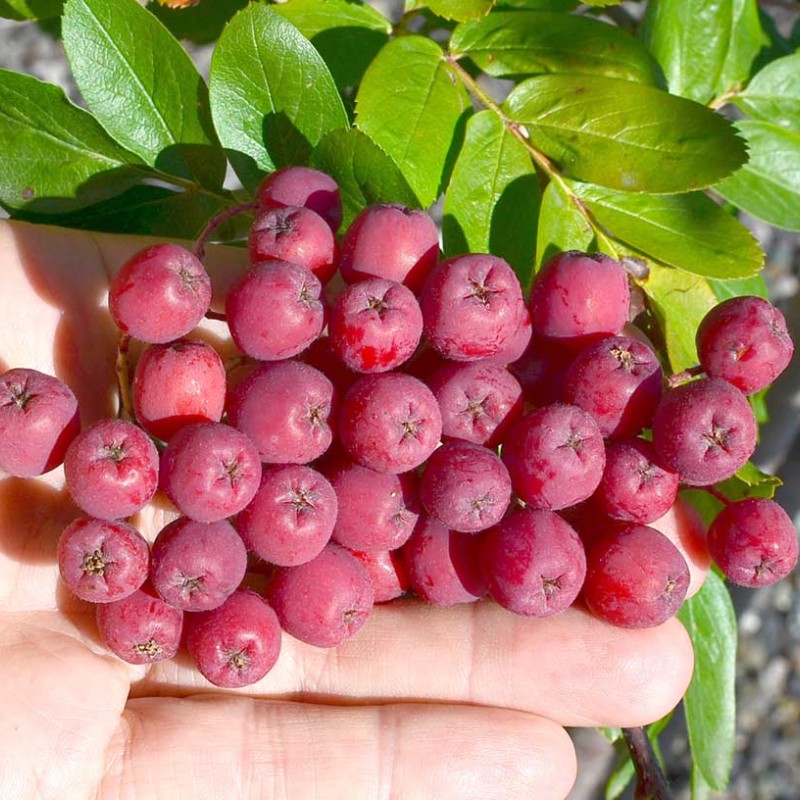 Jarabina (Sorbus aucuparia) ALAJA KRUPNAJA