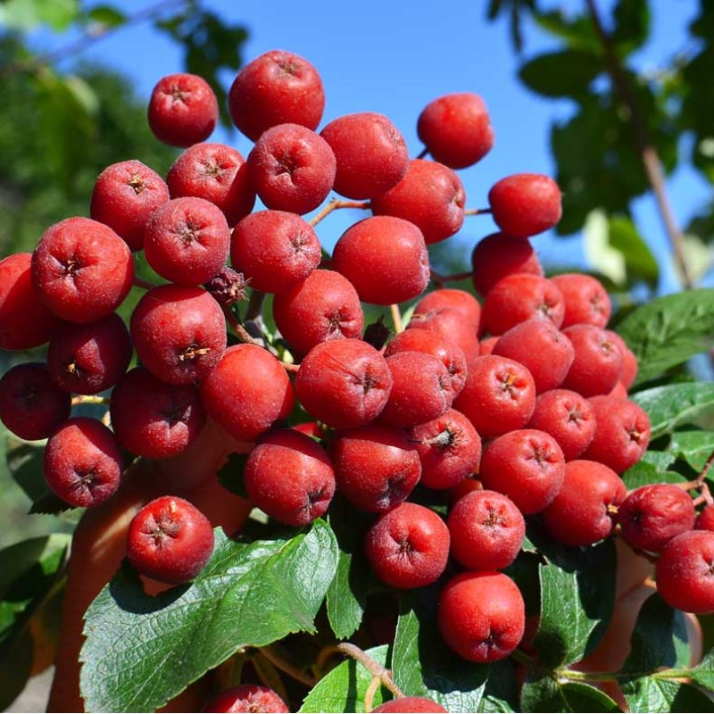 Jarabina (Sorbus aucuparia) KRASNAJA KRUPNAJA