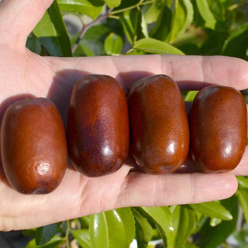 Jujuba - Čínske datle (Ziziphus jujuba) CHUN