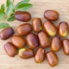 Jujuba - Čínske datle (Ziziphus jujuba) CHUN